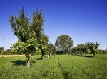 trebbiano-spoletino