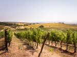 poggio-al-lupo