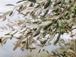 raccolta olive Venturini Baldini