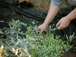 raccolta-olive
