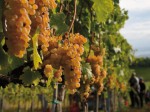 vendemmia-vernaccia