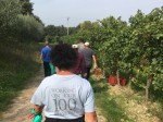 vendemmia-selva-capuzza