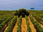 consorzio-tutela-vino-doc-sicilia