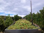 vendemmia-san-gimignano