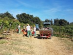 vendemmia-vernaccia-san-gimignano