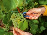 vendemmia-champagne