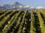 vino-montepulciano-abruzzo