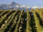 consorzio-vini-abruzzo