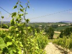 vigna-cantine-santagata