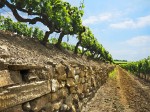 vigna-tenuta-sette-ponti