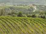 montalcino_vigneti