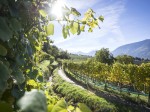 merano-vendemmia
