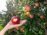 apple-heart
