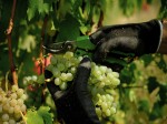 vendemmia-2021-sauvignon-2