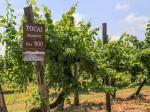 villa-bogdano-vigne-storiche-1
