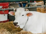 zootecnica_agriumbria