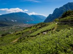 vigneti-di-cantina-di-riva