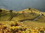cembra-cantina-di-montagna_vigne