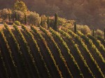 chianti-castelvecchi