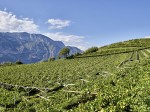 cantina-la-vis_vigneti