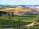 montalcino_panorama