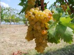 Malvasia e… eventi