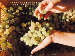 buccia-nera-vendemmia