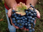 sangiovese-grappolo_montecucco