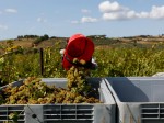 vendemmia-in-maremma