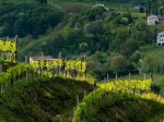 rapporto-di-sostenibilita-del-conegliano-valdobbiadene-2024