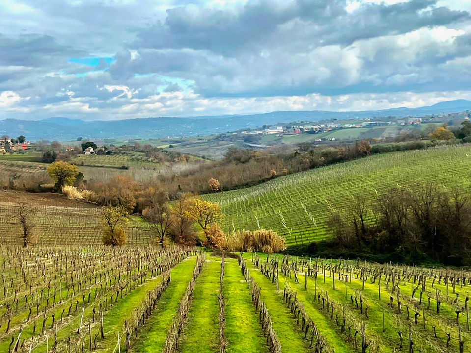 I vini Villa Matilde Avallone grandi protagonisti del ProWein e del  Vinitaly | Oinos - Vivere di vino