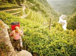 cembra-cantina-di-montagna_vendemmia