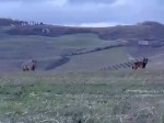 lupi