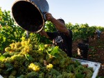 vendemmia-cantina-di-venosa