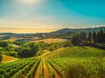 consorzio-vino-toscana