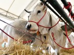 Agriumbria 2023