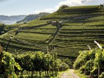cembra-cantina-di-montagna-_-vigne