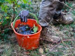 vendemmia