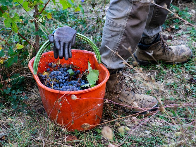 vendemmia