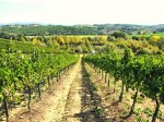 Colle Uncinano Terroir