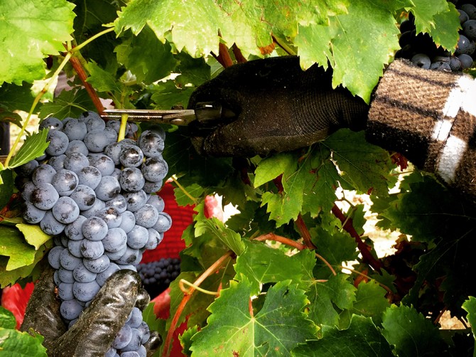vendemmia