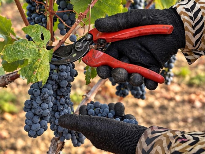 vendemmia-2026