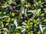 olive